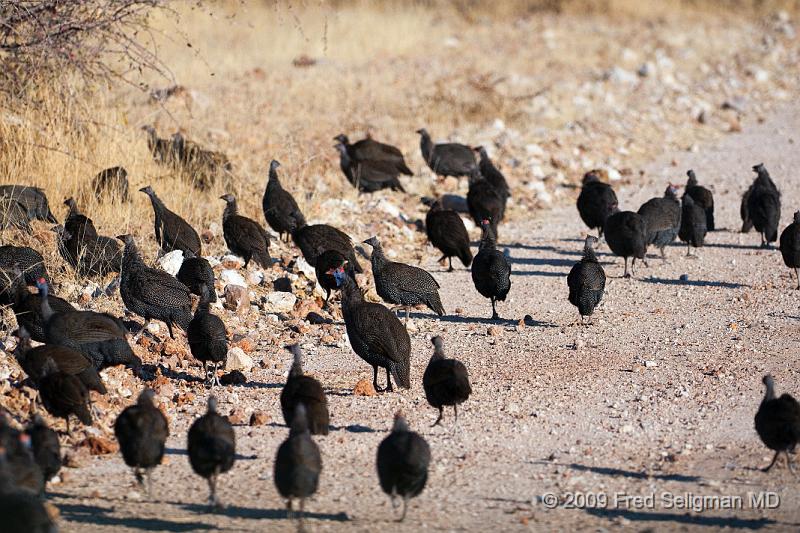 20090610_083843 D300 X1.jpg - Guinea Fowl, Etosha National Park, Namibia